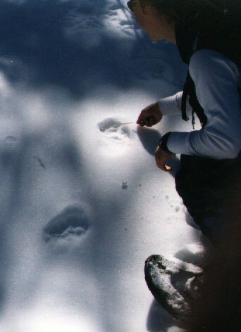 A student measuring lynx tracks